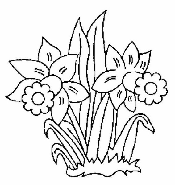 Корзина с нарциссами рисунок