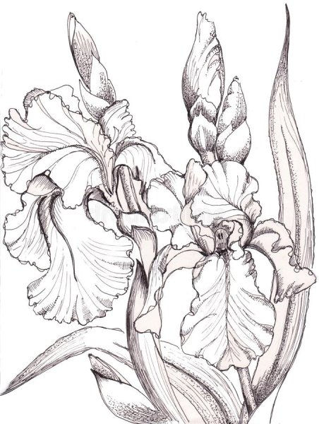 Касатик Сибирский (Ирис) раскраска