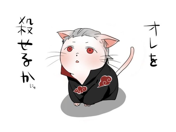 Хидан котик