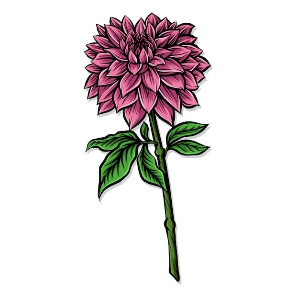 Dahlia pinnata рисунок