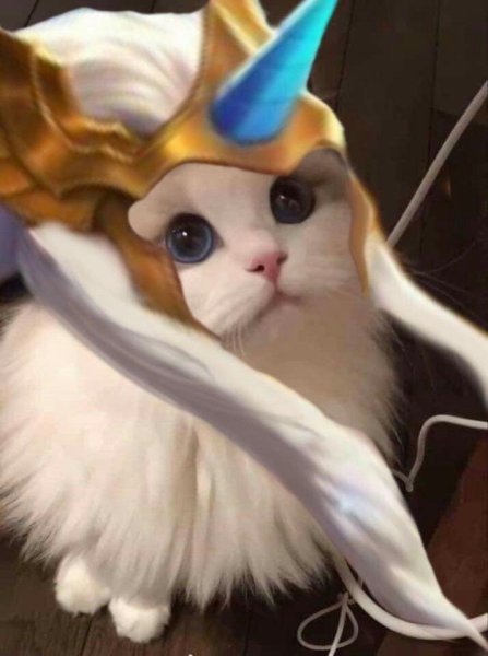 Котик mobile Legends