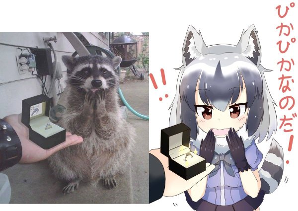 Енот аниме