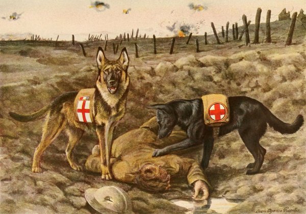 Собаки-санитары в Великой Отечественной войне