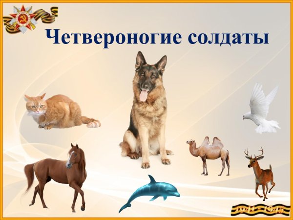 Четверолапые илм четрероногие