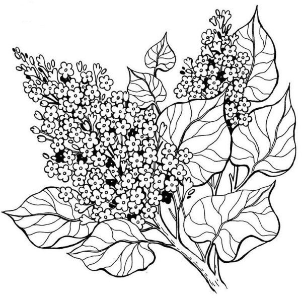 Цветы. Раскраска