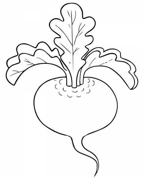 Свекла раскраска