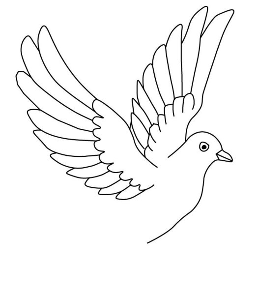 Голубь раскраска