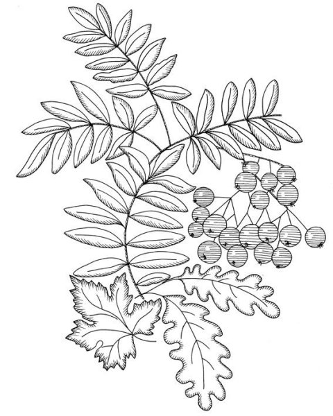 Рябина рисунок легкий