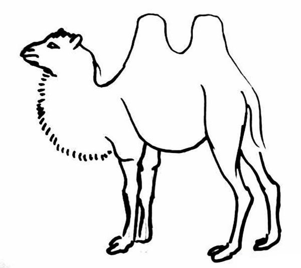 Верблюд раскраска