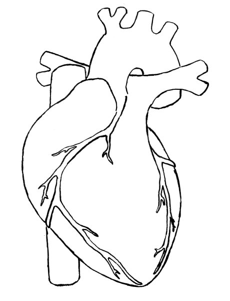 Сердце рисунок