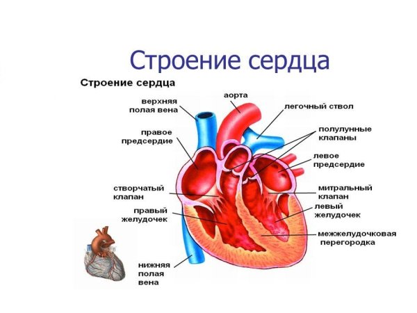 Строение сердца человека схема