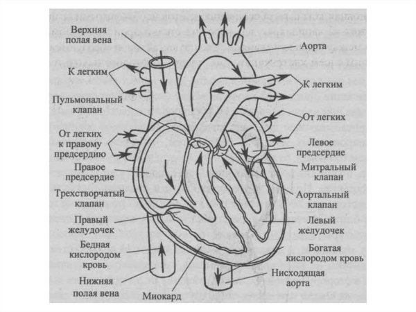 Внутренне строение сердца