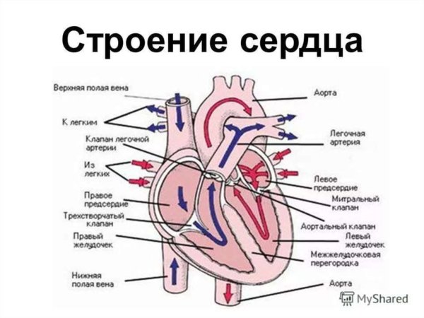Строение сердца человека схема клапаны