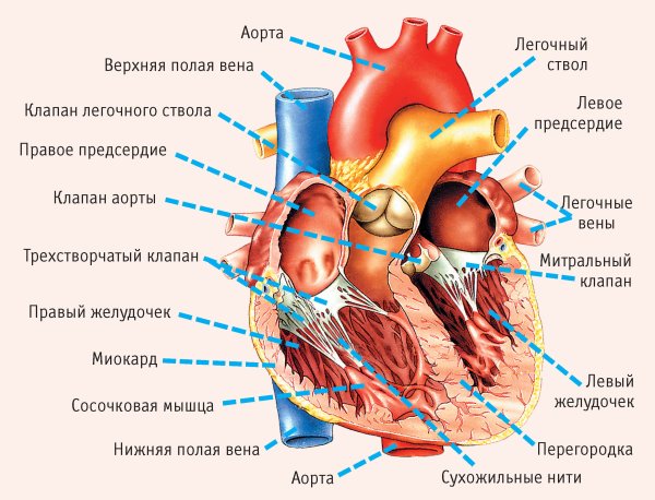 Строение человеческого сердца