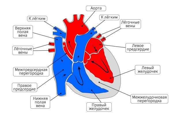 Строение сердца млекопитающих