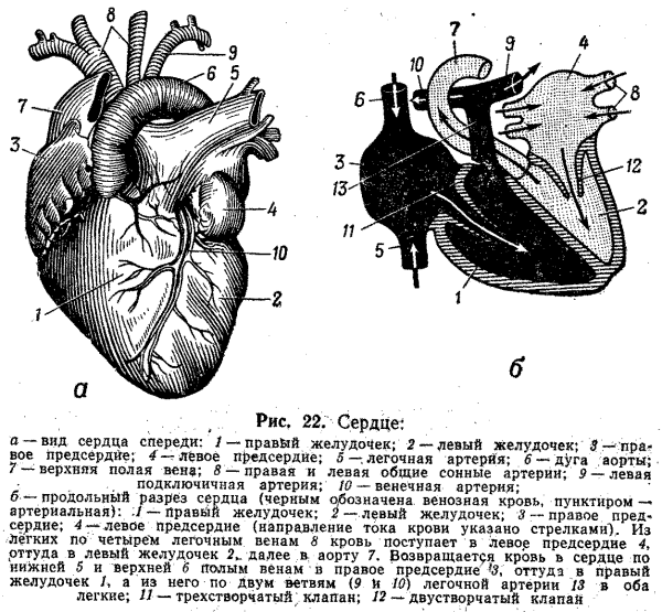Левое предсердие увеличено