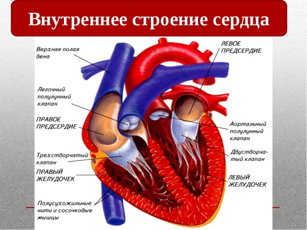 Строение сердца человека схема