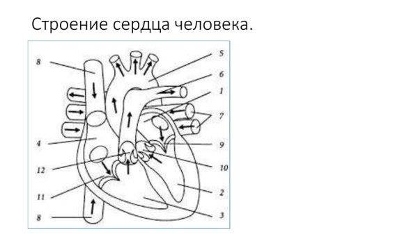 Строение сердца схема с подписями