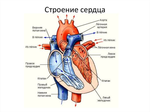 Трафареты строение сердца (39 фото)