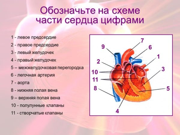 Схема сердца человека биология 8 класс
