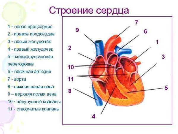 Строение сердца человека схема
