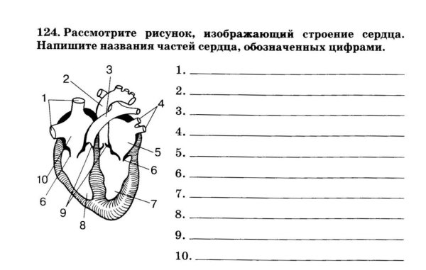 Строение сердца человека 8 класс биология