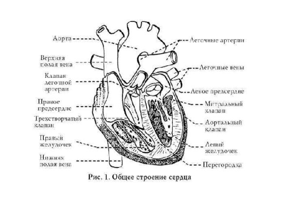 Схема структуры строения сердца