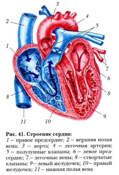 Рис 60 строение сердца