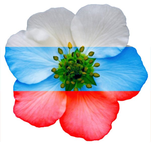 Цветы и российский флаг