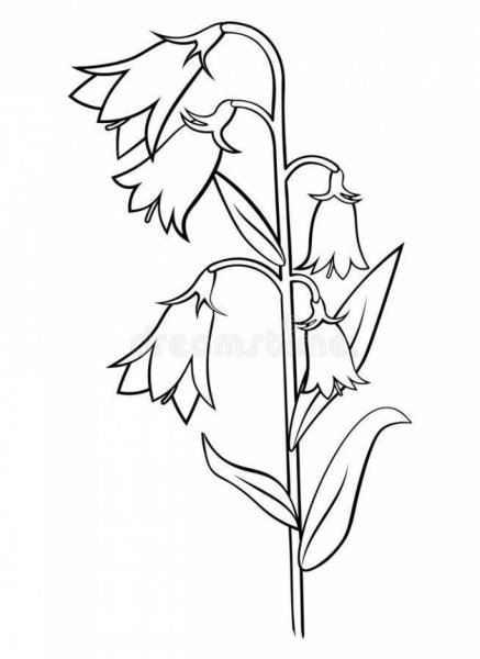 Колокольчик цветок раскраска для детей