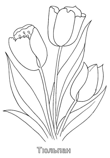 Тюльпаны рисунок